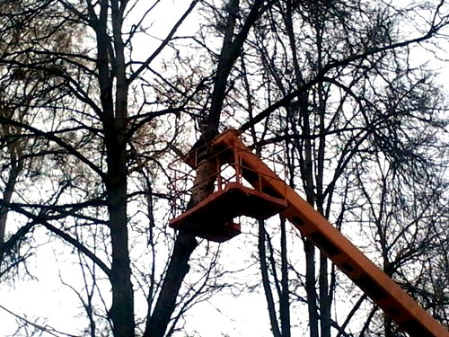 В Гродно подстригли деревья В Гродно подстригли деревья