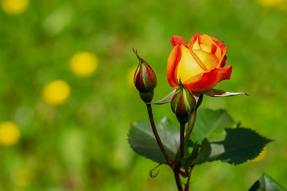 rose-3431316_960_720.jpg