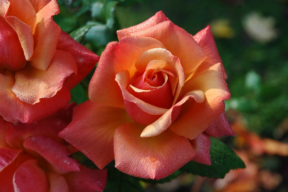 roses-194490_960_720.jpg