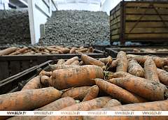 Аграрии Беларуси убрали свыше 40% выращенных в открытом грунте овощей